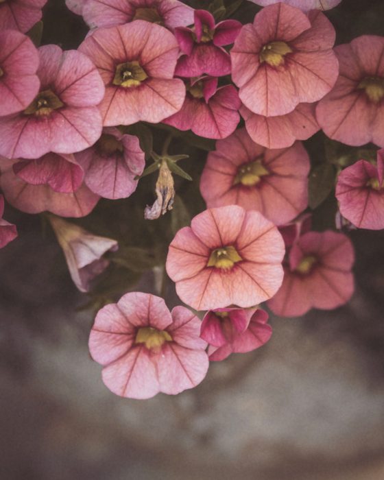A photograph made with Pale Wash